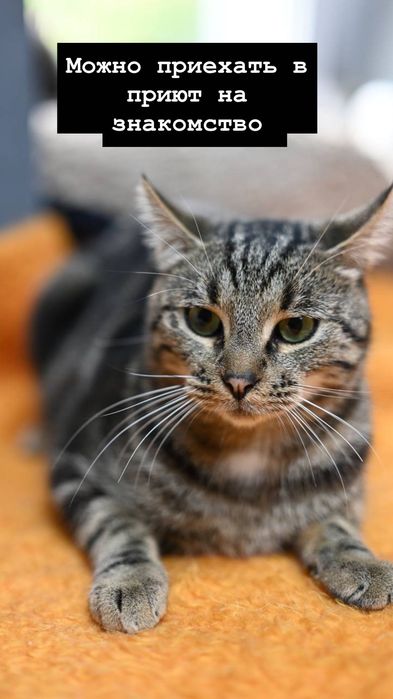 Котик Тимофей из приюта бесплатно