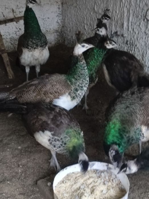 Sprzedam pawie niebieski