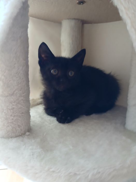 Gatinha para adopção