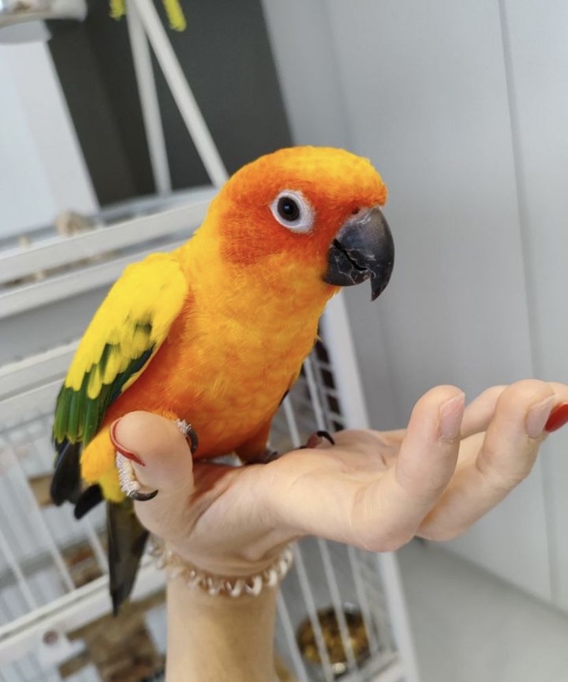 Красочные попугайчики Аратинга ,разноцветные ручные