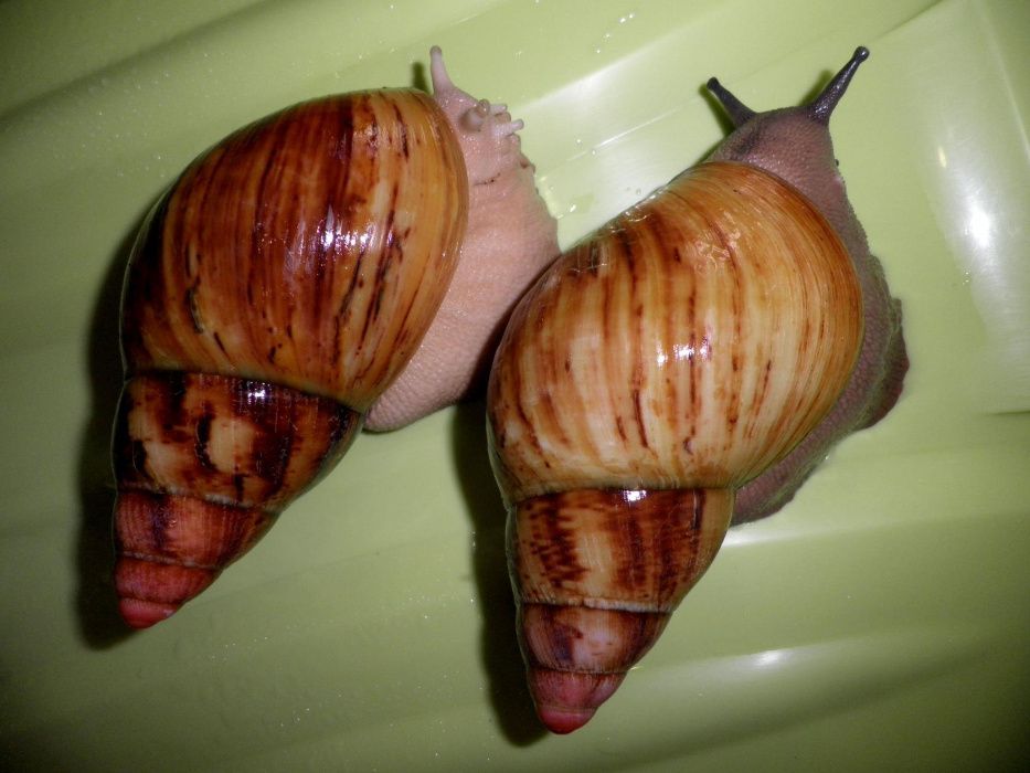 Улитки Архахатины Маргината вар.Сутуралис.