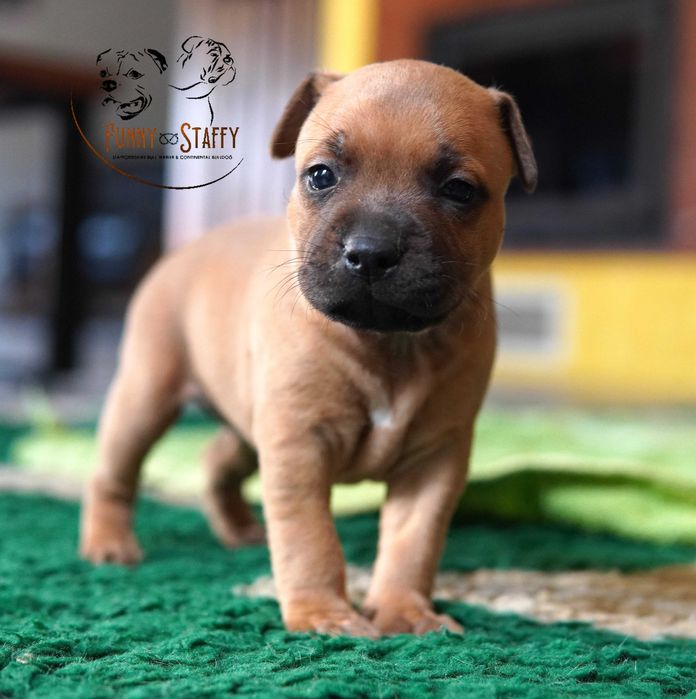 Staffordshire Bull Terrier - suczka