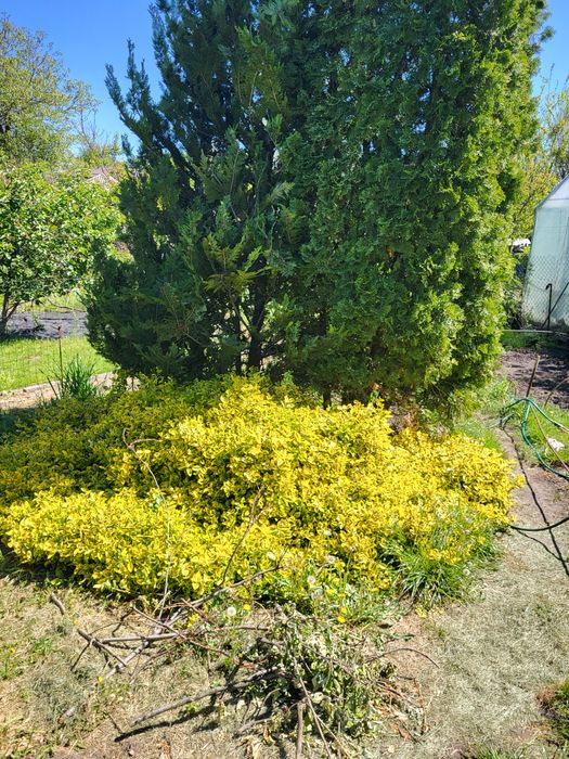 Бересклет многолітній саженці