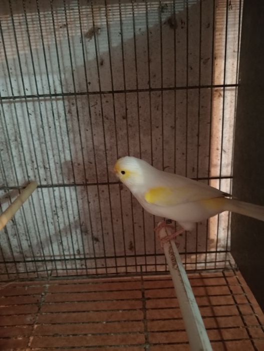 Canários mosaicos amarelo