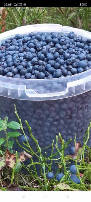 Jagoda leśna oraz borówka brusznica grzyby leśne