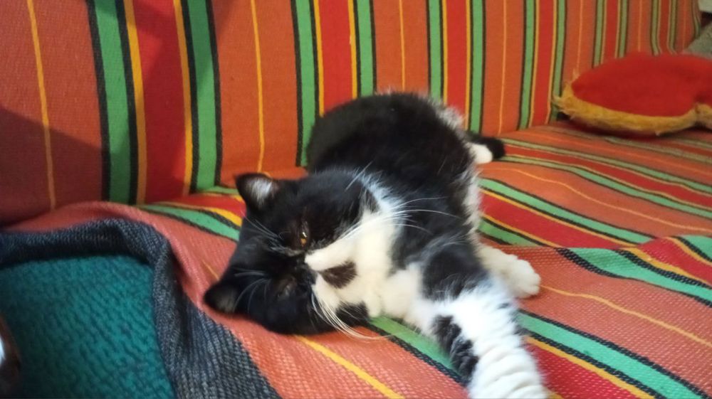 Кот, кіт екзот (вязка)