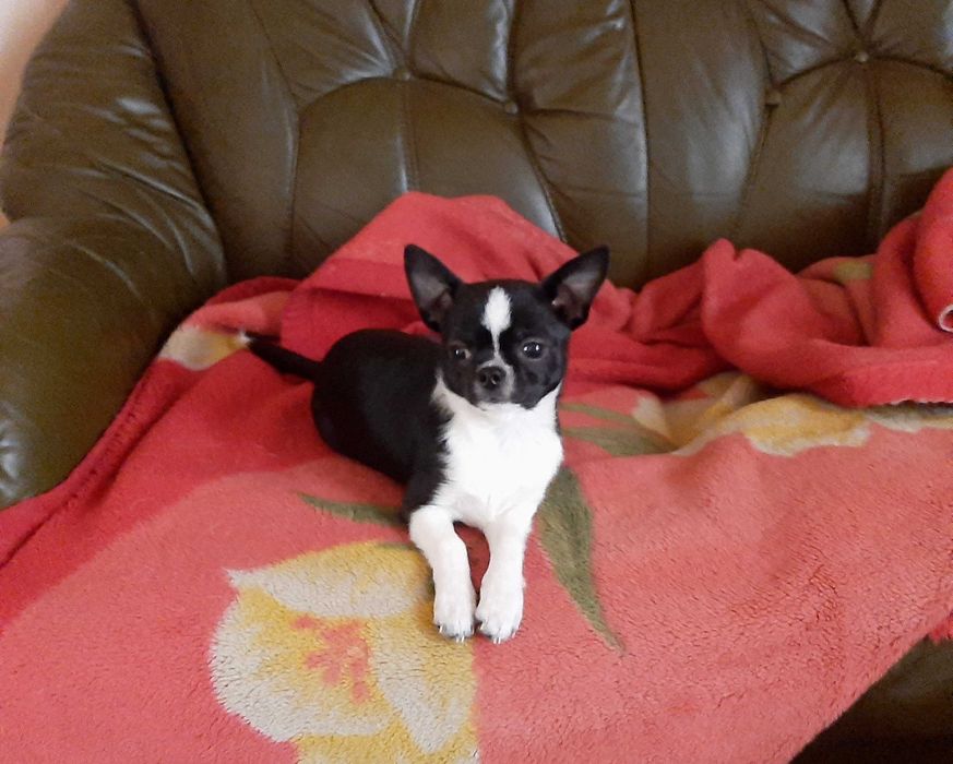 Чихуа-хуа несет голубой,лиловый,шоколадный ген.Вязка-не продажа!