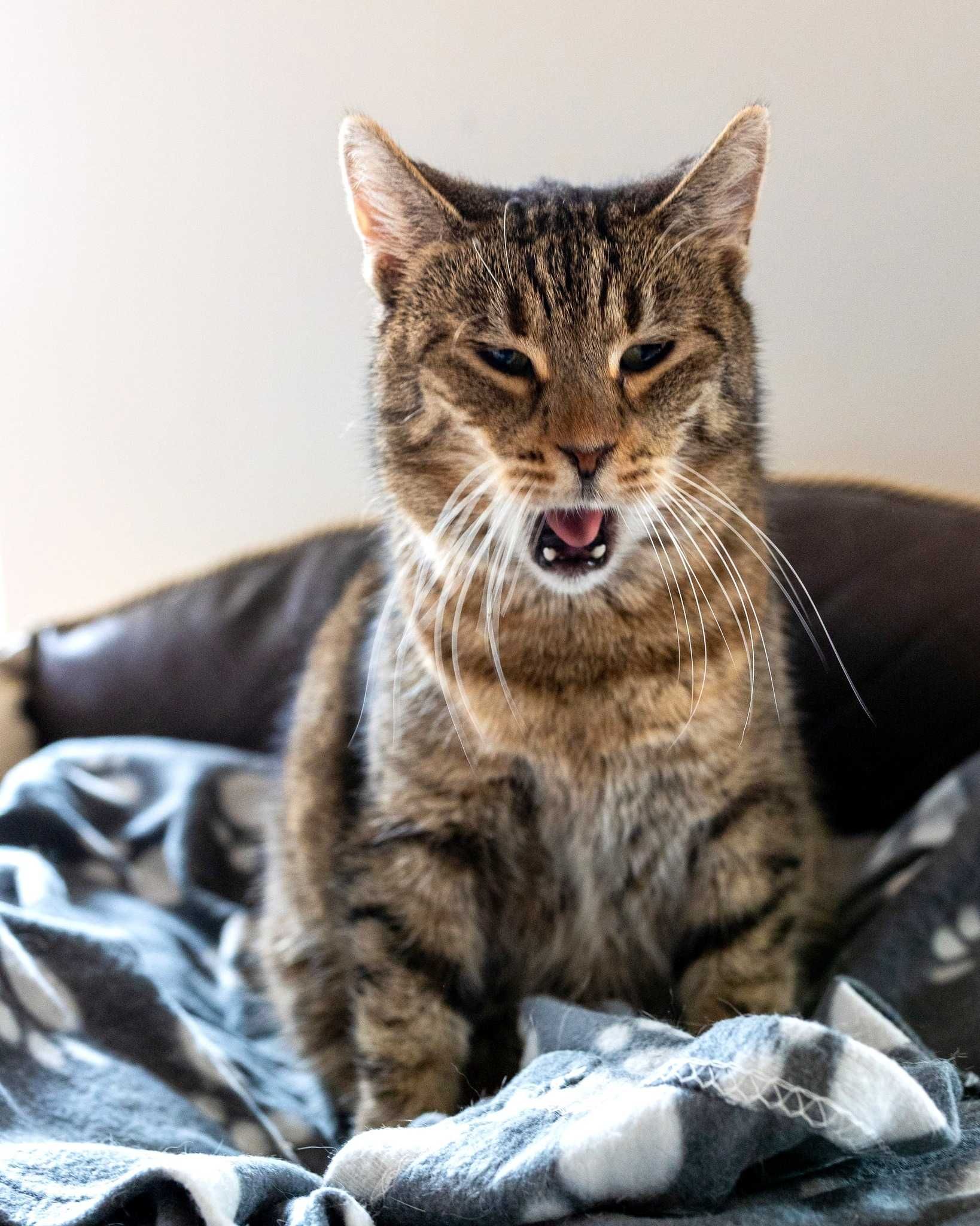 Kotka do adopcji Murcia brązowo szara mila spokojna kot ze schroniska