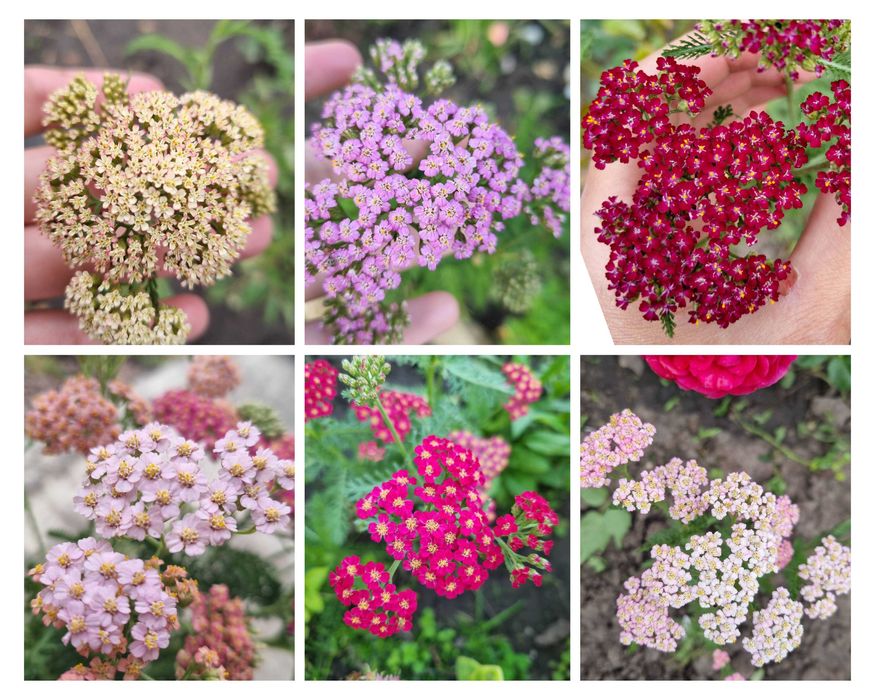 Деревій тысячелистник саженцы неприхотливых