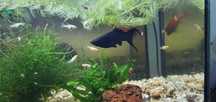 Molly lyra juvenis