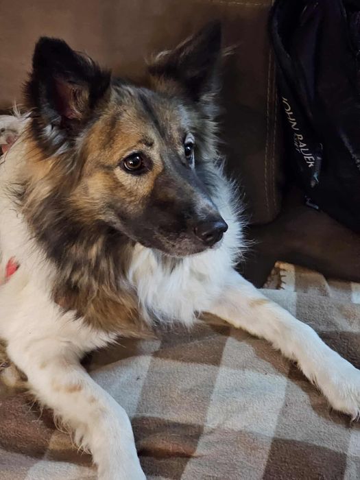 Suczka w typie border collie !