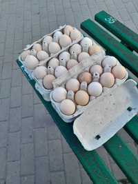 Jaja wiejskie 1,20 kury na rosół,  kaczki