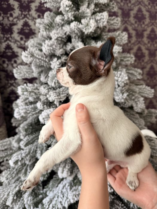 В продажі малюк чихуахуа