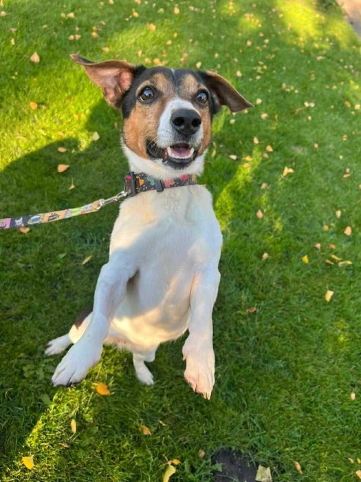 Podaruj dom przyjacielskiej suni w typie jack russel terrier