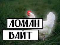 Инкубационное яйцо Ломан Вайт UA