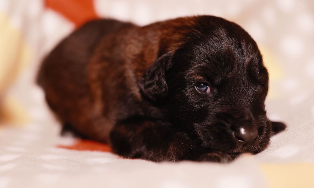 Cachorro, cães Serra da Estrela