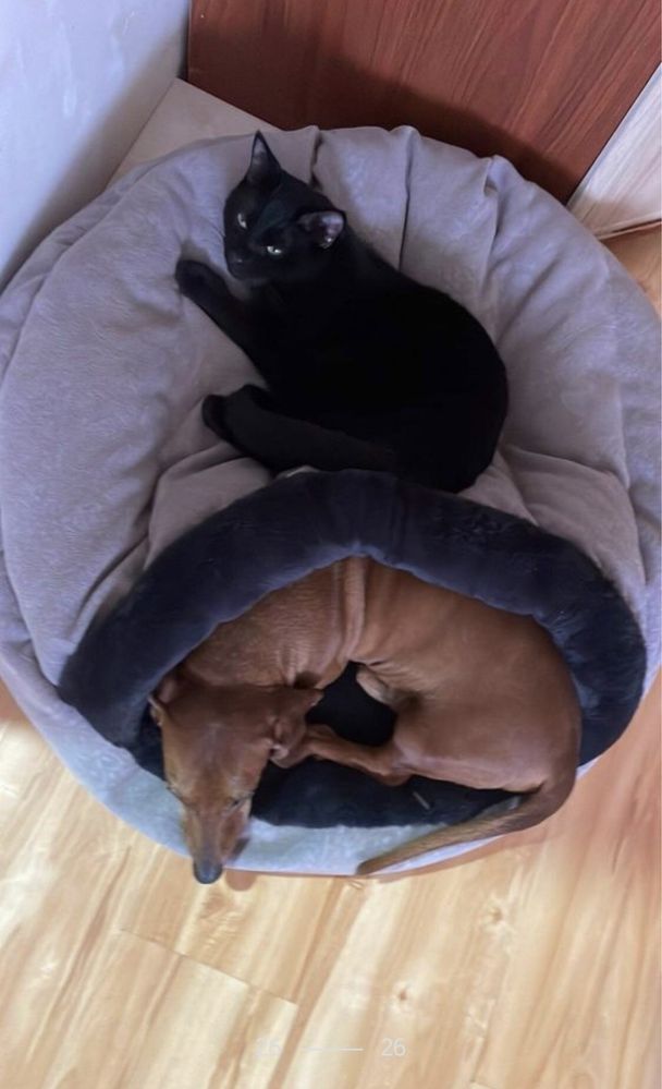 Лежанка-одеяло ,домик для собак и кошек 50см,60см,70см,80см