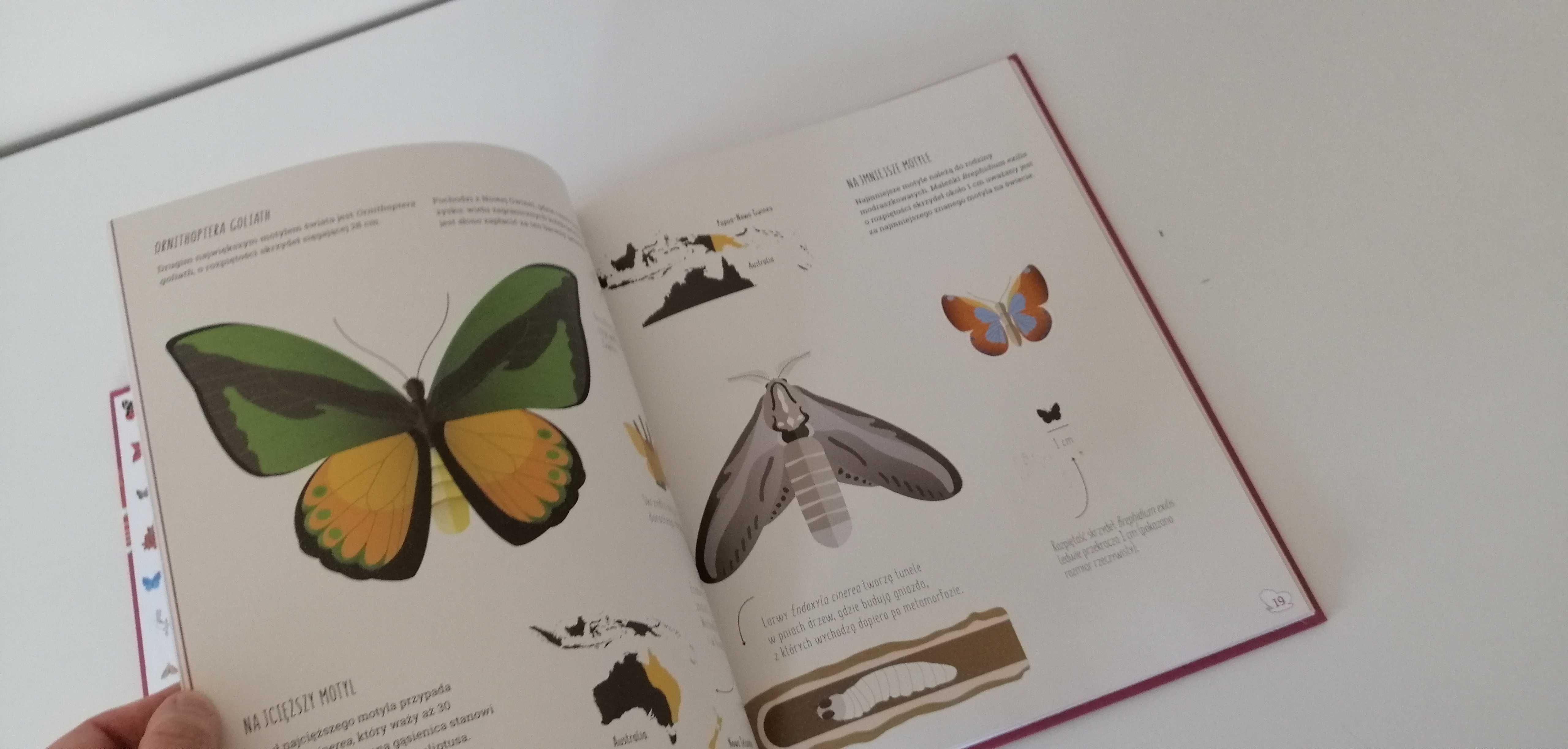 książka przyrodnicza dla dzieci świat motyli o motylach atlas motylki