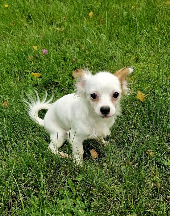 Chihuahua - długowłosa, biała, samiec