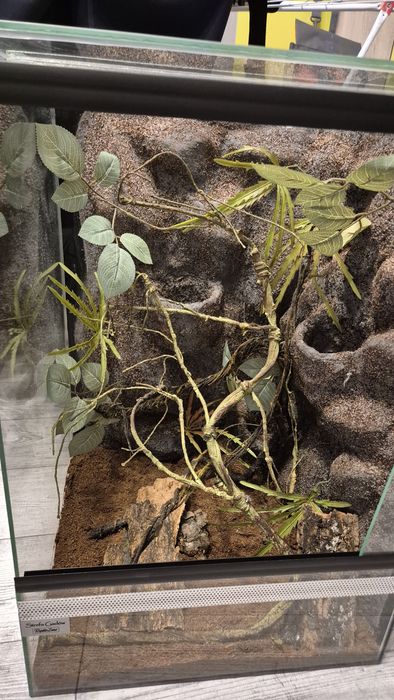 Terrarium dla gekona 60 x 40 x 40 Terarium Gekon