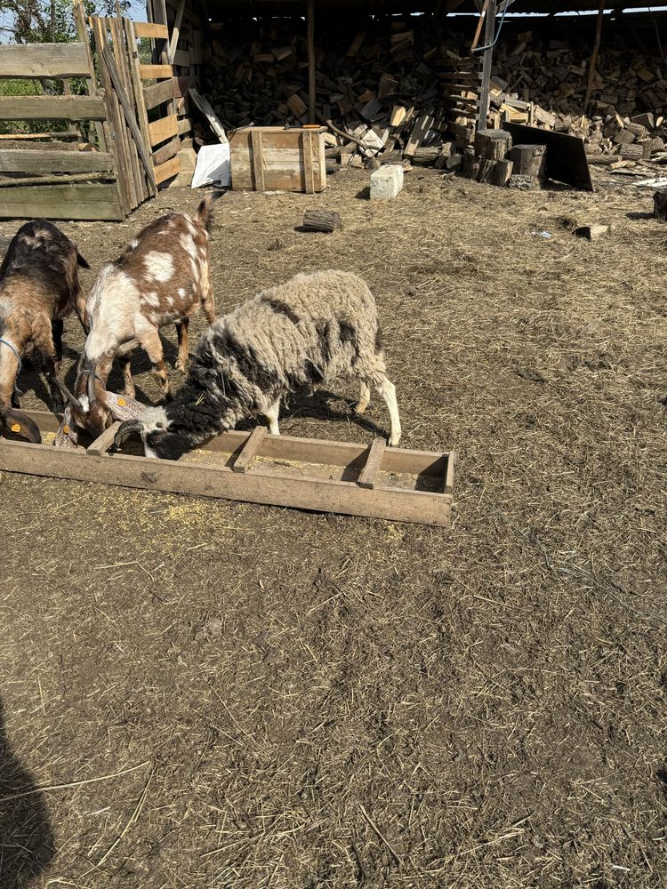 Owce św Jakuba. Owca śruboroga racka