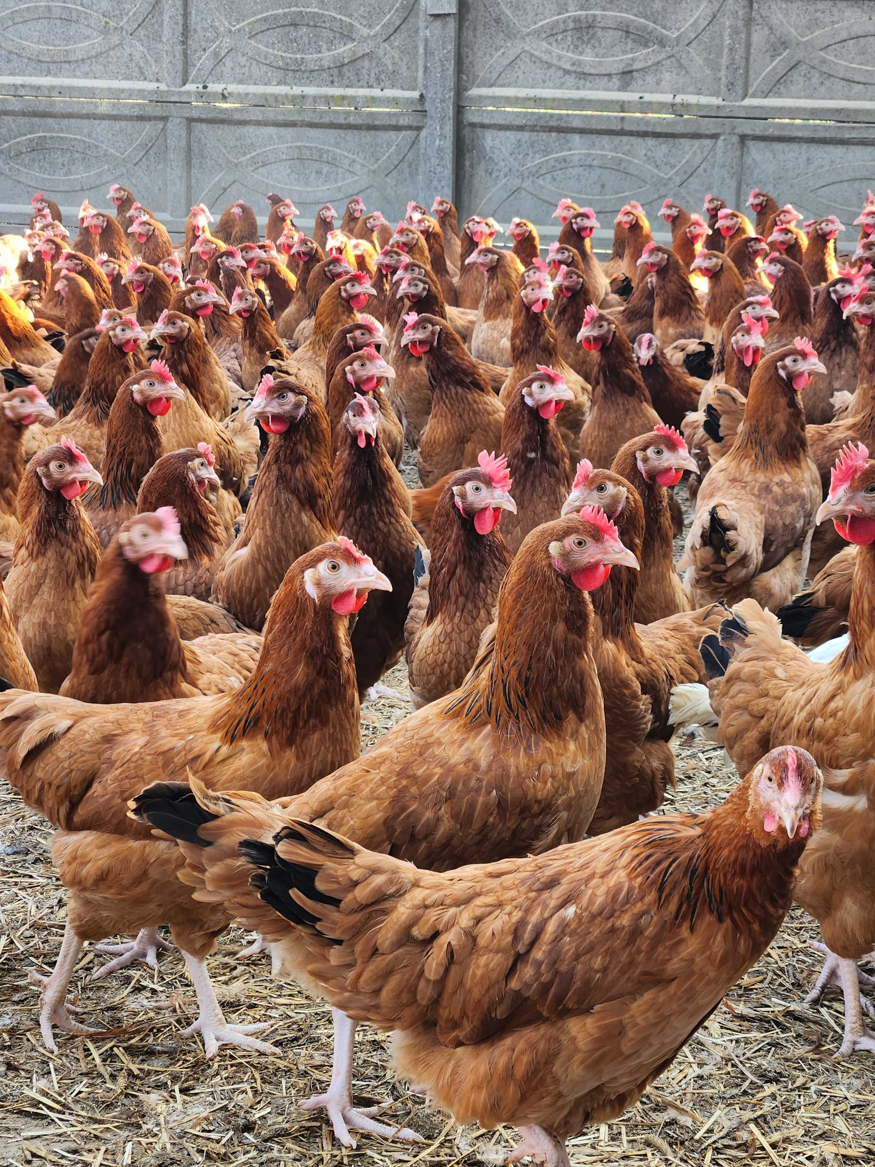 Kury nioski młode z pierwszym jajkiem Rosa Messa Leghorn.Transport ..