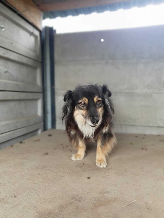 Czy znajdzie się nowy dom dla Daisy?