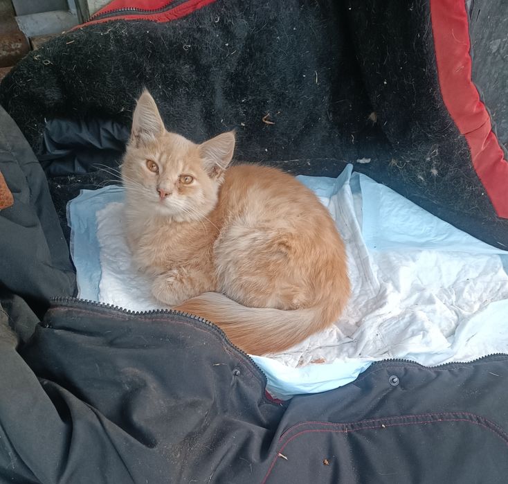 Кошенята шукають дім