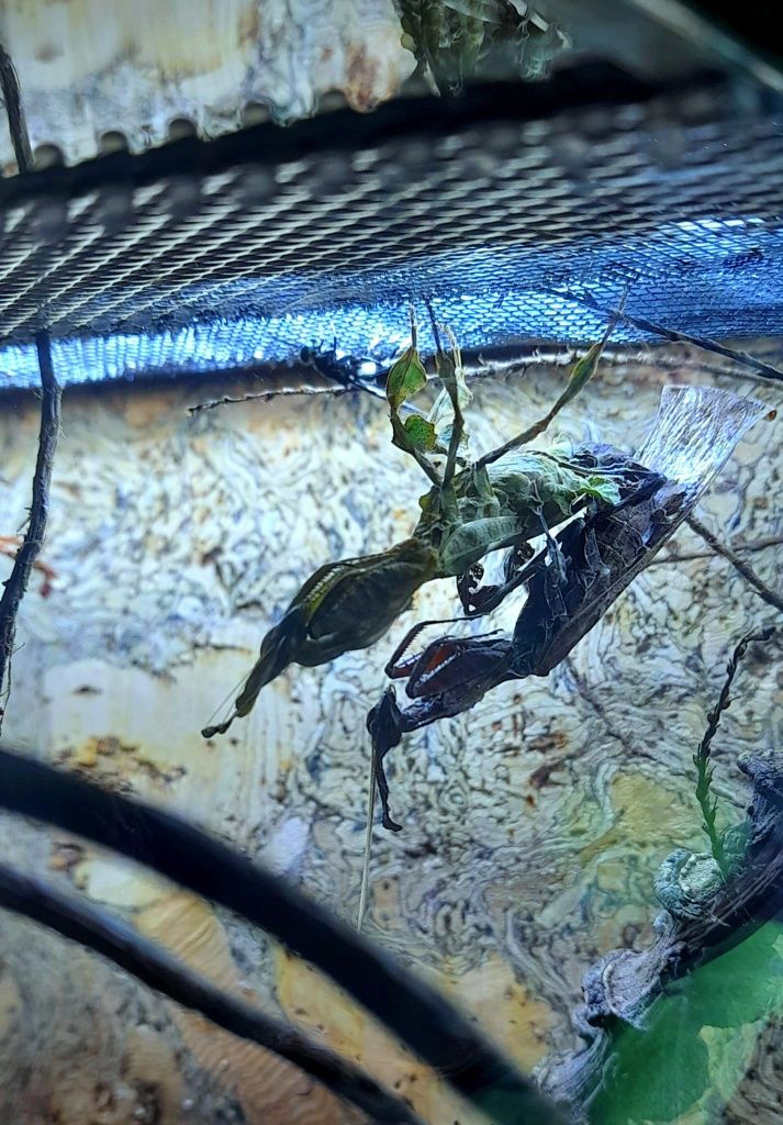 Phyllocrania paradoxa – modliszka liściogłowa  po zielonych L3/4