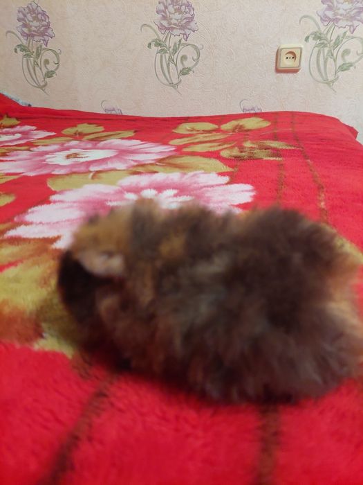 Продам красивых маленьких морских свинок! Породы "Тексель"