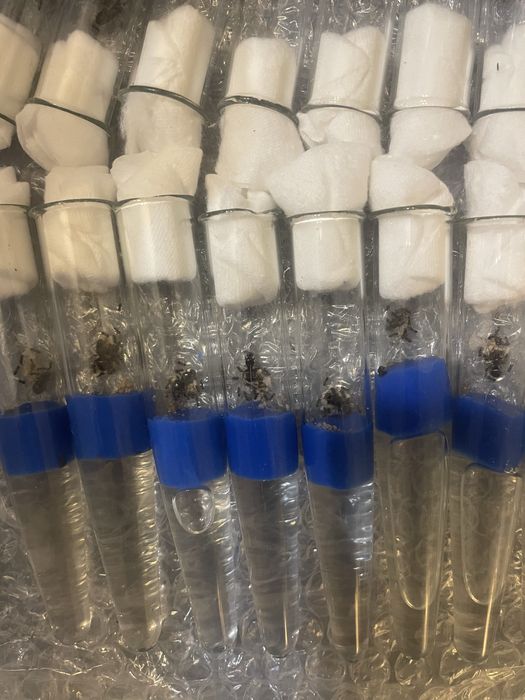 Продам lasius niger лазиус нигер муравей