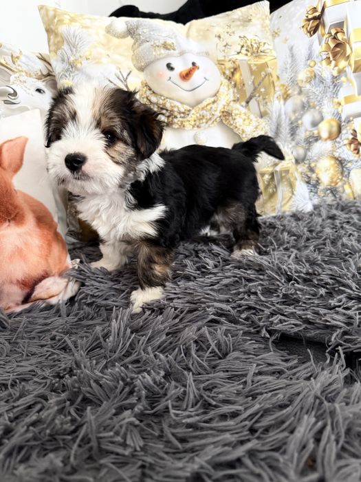 Yorkshire terrier Biewer śliczny piesek Rodowód wyprawka