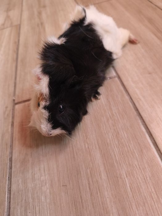 Oddam samiczkę świnki morskiej