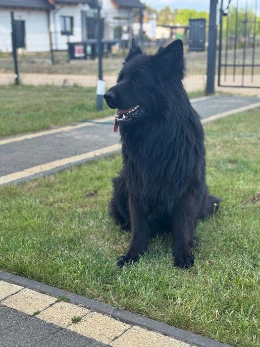 Owczarek niemiecki długowłosy Hodowla  Venus zarejestrowana PFK