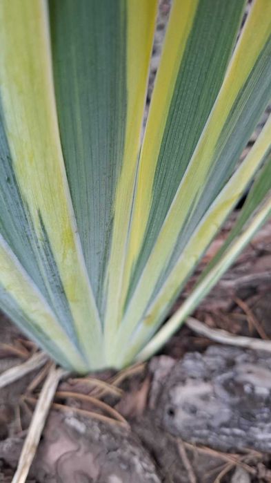 Ірис варієгатний  висота до 40 см . Є 2 види:  білим і жовтим відтінко