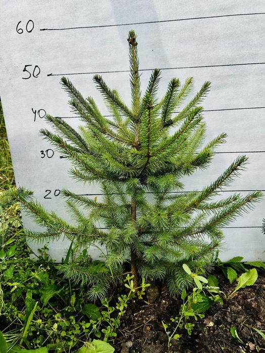 Ялинки, коніка, Дейзі вайт, піхта корейська