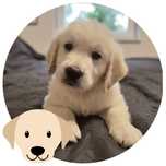 Golden Retriever szczeniak