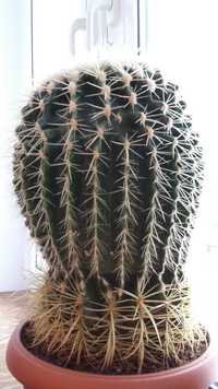 Duży Piękny Kaktus