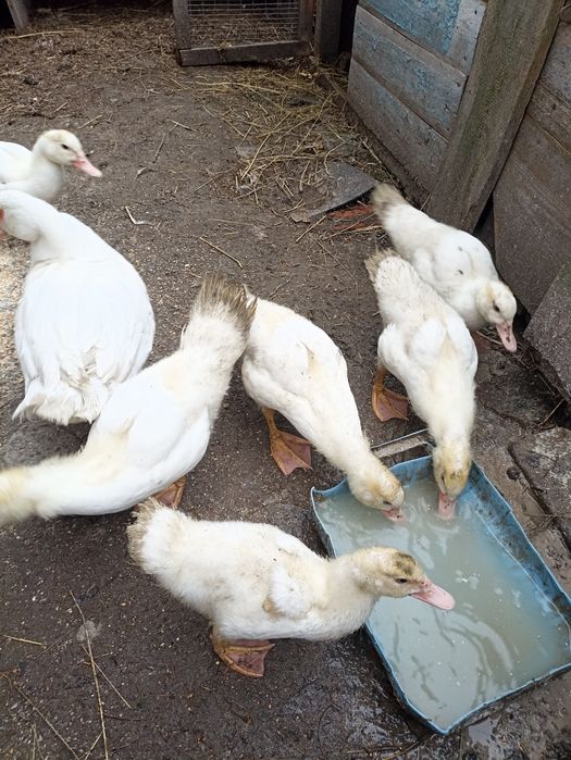 Продам індокаченят