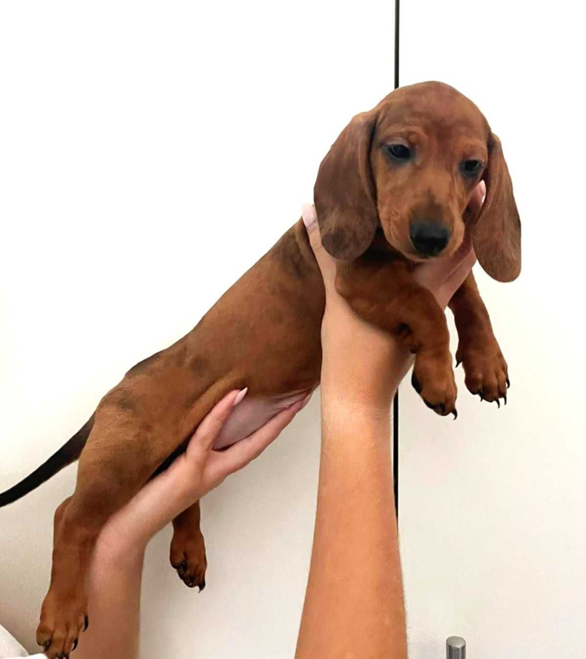 Teckel mini fêmea merle/ Dachshund mini