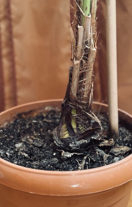 Височезна пальма фінікова 220см