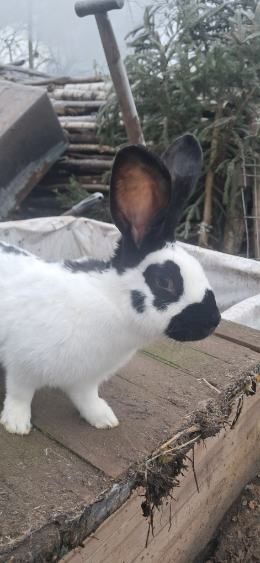 Sprzedam  srokacze i mieszańce