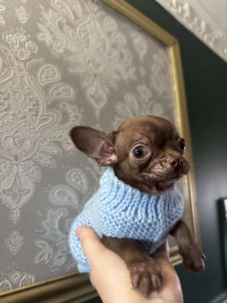 czekoladowa chihuahua piesek krotkowlosy