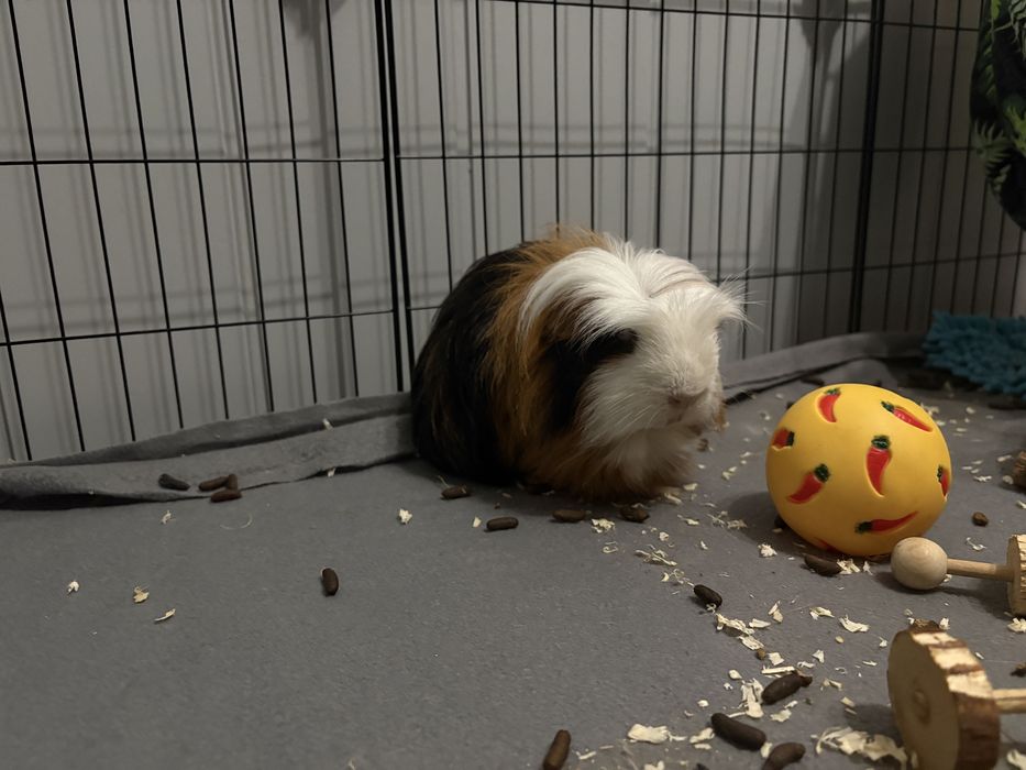 Kawia Domowa, świnka morska