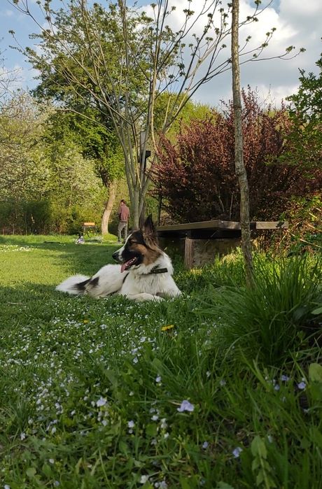 Домашня перетримка тварин