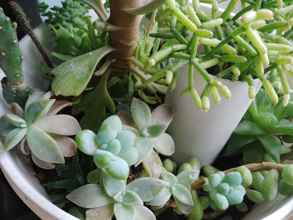 Пеперомія, 
опунції, красула корал -сукуленти