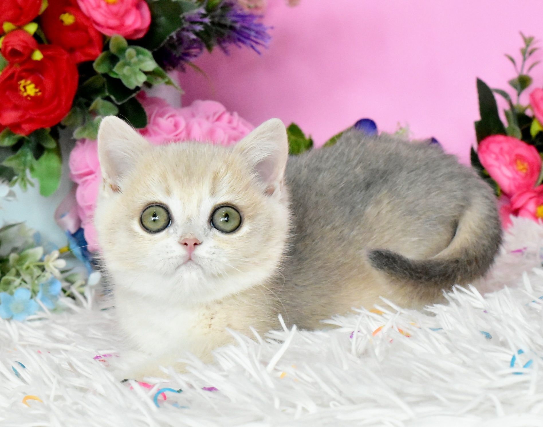 Голубая шиншилла, ау12, золотая шиншилла, кошечка, продажа