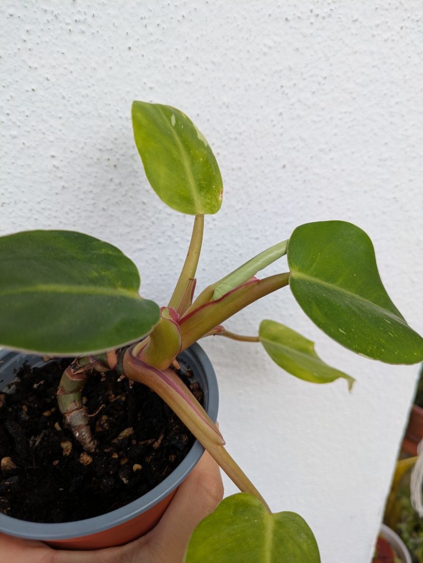 Planta Philodendron White Princess