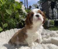 Samczyk Cavalier King Charles Spaniel