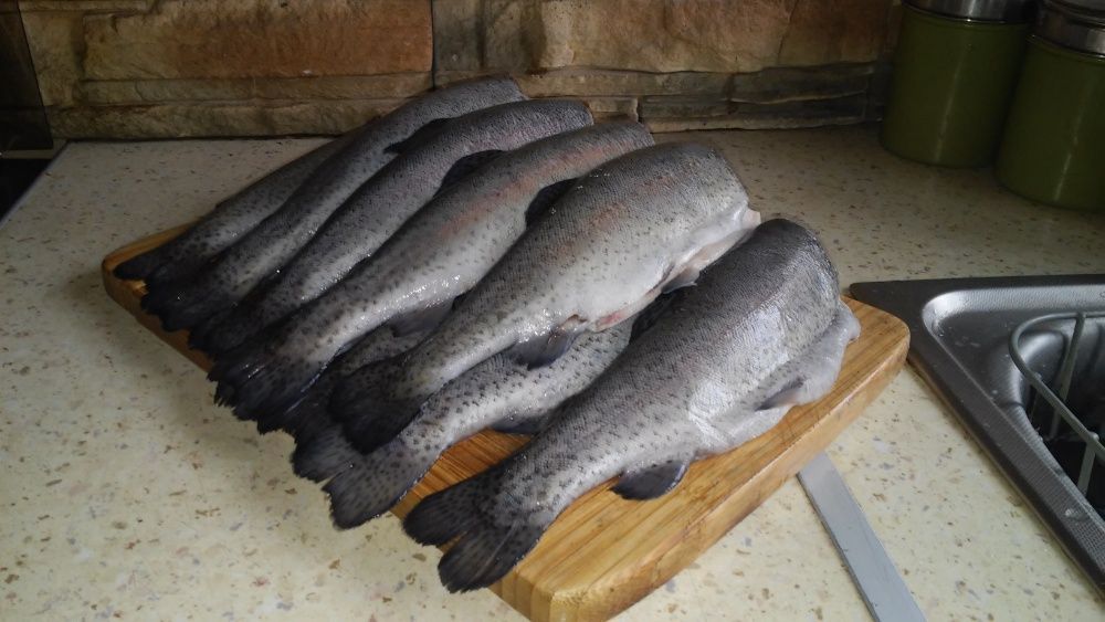 Karp żywy patroszony płat, amur, pstrąg, tołpyga, szczupak, jesiotr